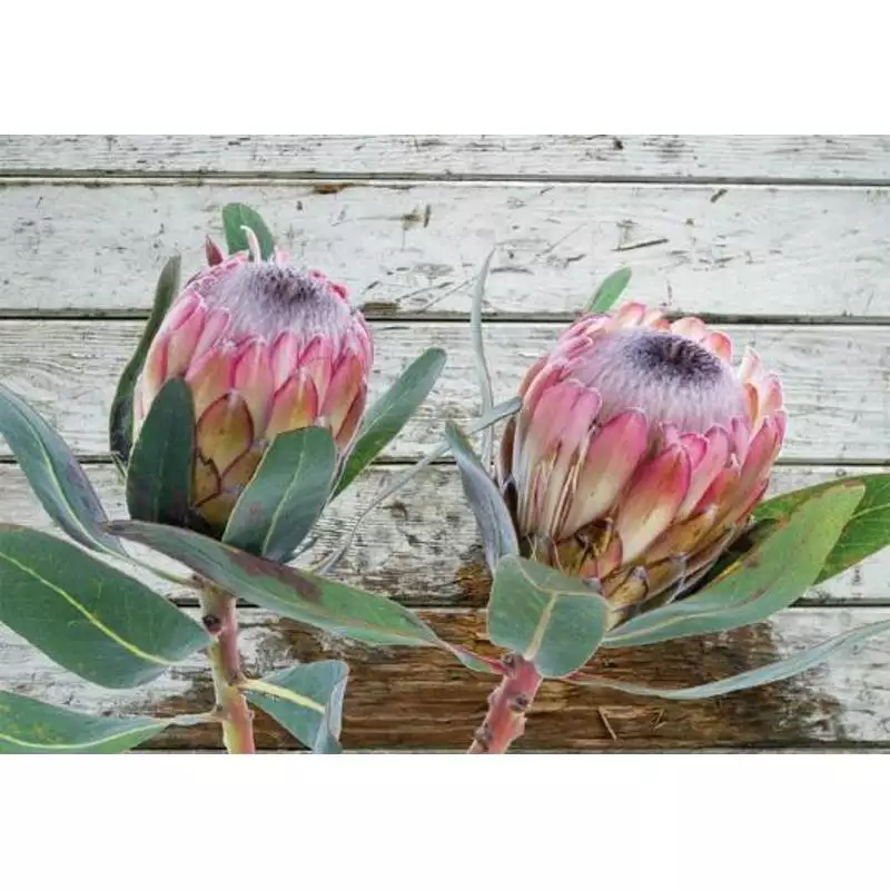 Canvas Twin Proteas Printed