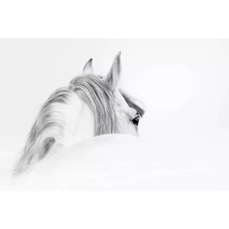 Canvas White Horse