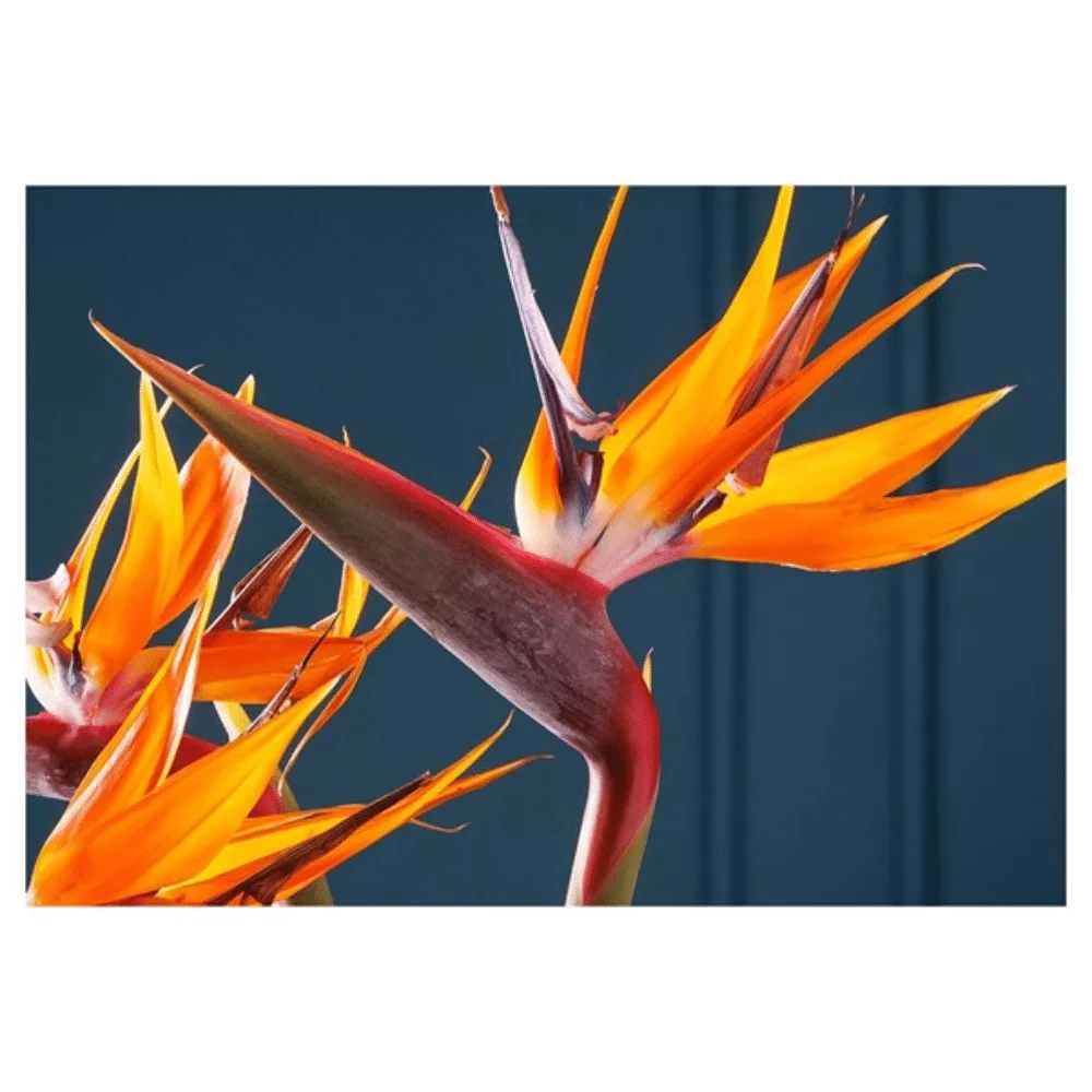 Strelitzia Trio Blue Fleece Blanket