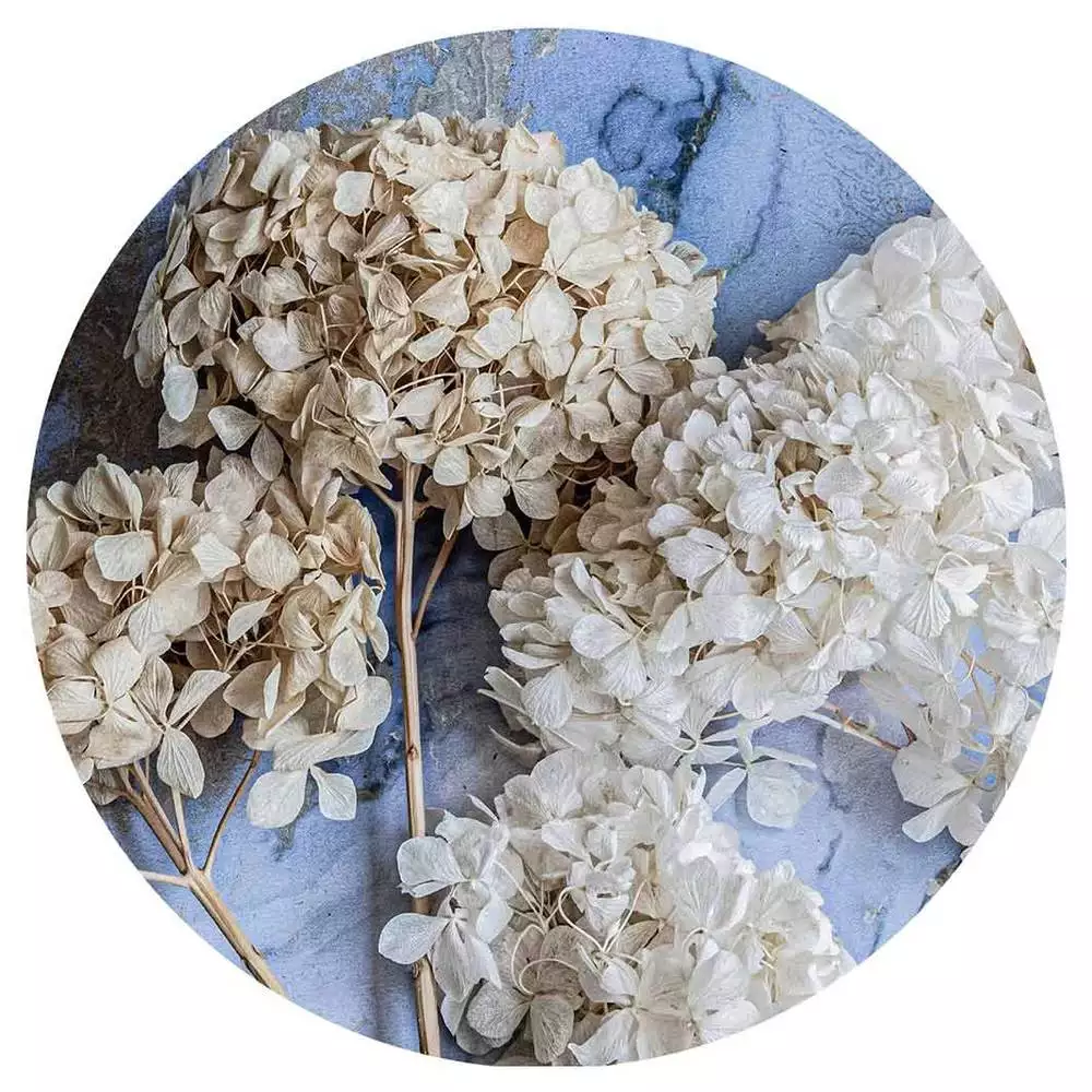 Floral cream hydrangea coasters