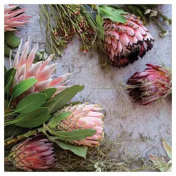 Floral Pink Mixed King Protea Scatter Cushions