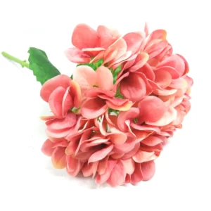 Hydrangea Pink frappe