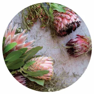 Floral Pink Mixed King Proteas Round Coaster