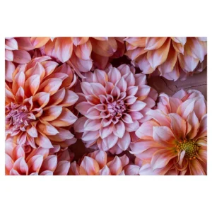 Floral Pink And Orange Dahlia Flowers Rectangular Placemat