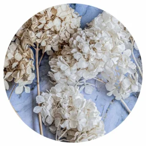 Floral Cream Bleached Hydrangeas On Blue Round Coaster
